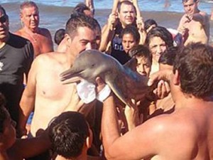 Selfies killed baby dolphin